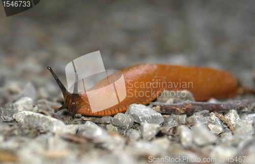 Image of creeping orange slug