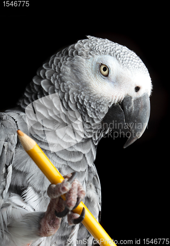 Image of Parrot Holding Pencil