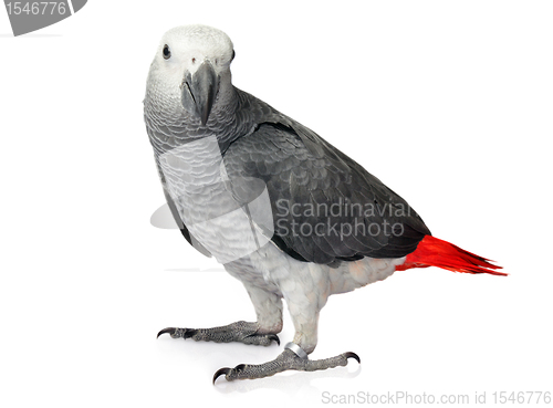 Image of African Grey Parrot isolated on a white background
