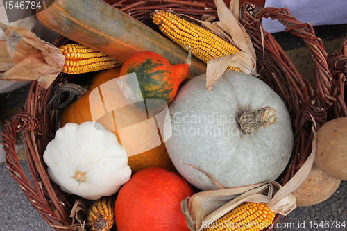 Image of Autumn Harvest