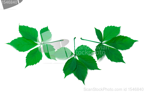 Image of Three green virginia creeper leaves