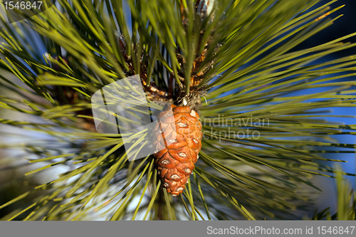 Image of Pine cone. Close-up view.