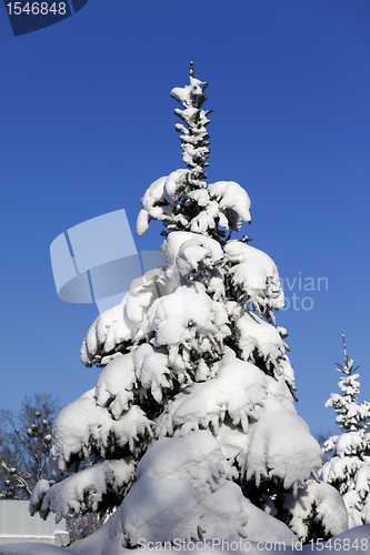Image of Snowy fir on background of blue sky