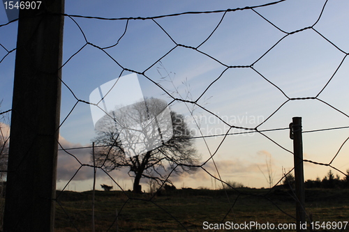 Image of Through the fence