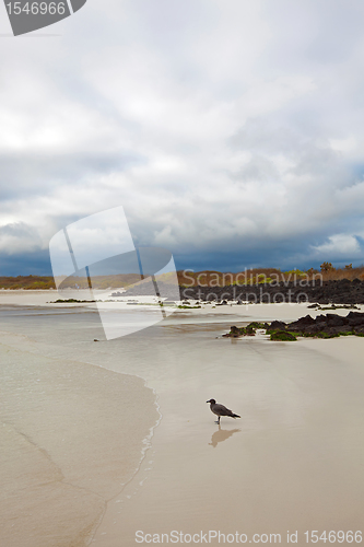 Image of Mockingbird on Tortuga bay