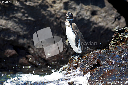 Image of Galapagos Penguin