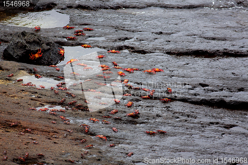 Image of Sally lightfoot crabs