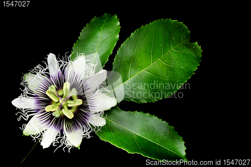 Image of Passion Fruit Flower Isolated on Black 