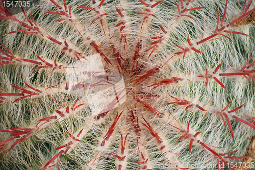 Image of Top view of a cactus 