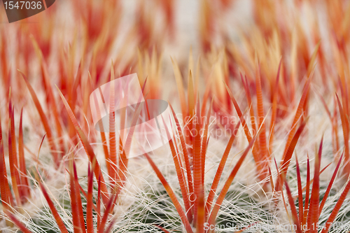 Image of close up of an cactus