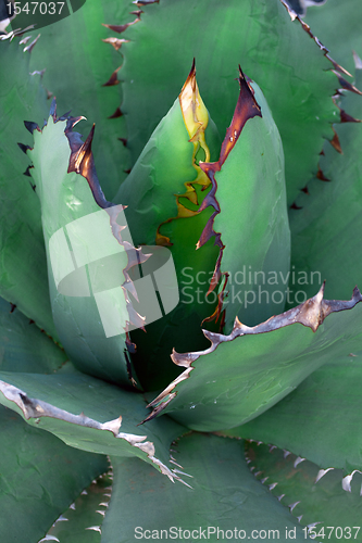 Image of Agave plant close up