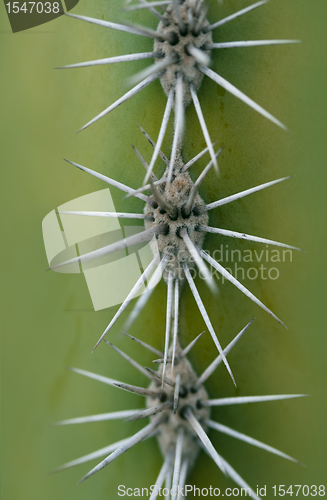 Image of detail of Saguaro cactus closeup