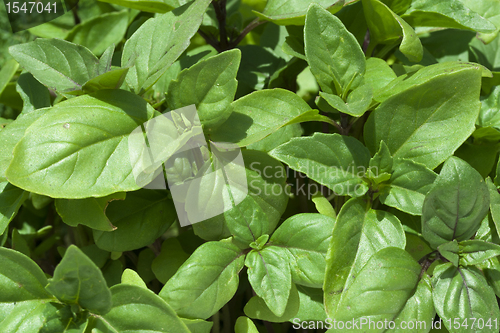 Image of Fresh green basil leaves close-up 