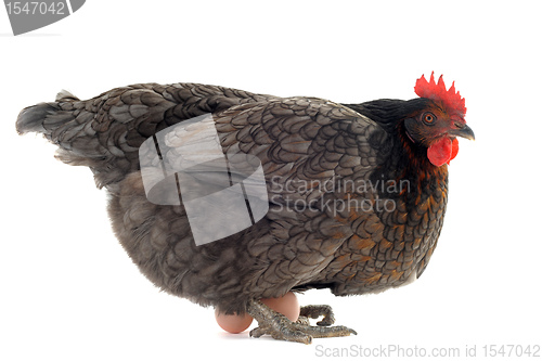 Image of chicken and eggs