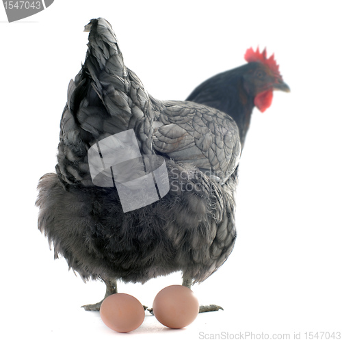 Image of chicken and eggs