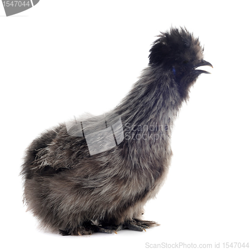 Image of young Silkie