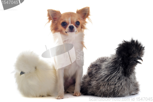 Image of young Silkies and chihuahua