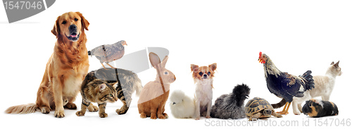 Image of group of pets