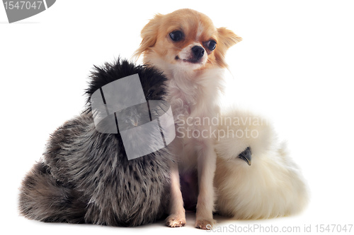 Image of young Silkies and chihuahua