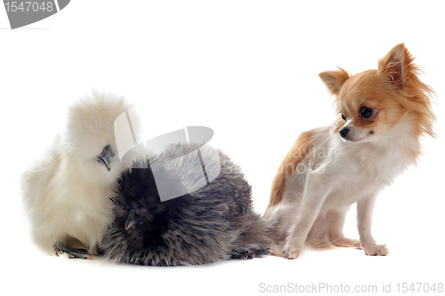 Image of young Silkies and chihuahua