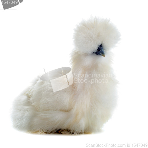Image of young Silkie