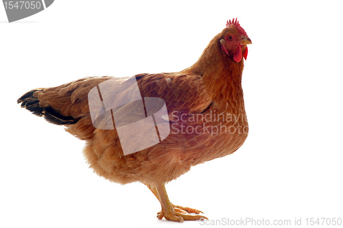 Image of brown hen