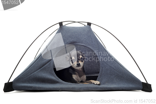 Image of puppy chihuahua in tent