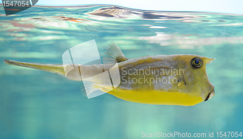 Image of longhorn cowfish