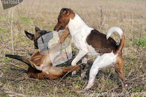 Image of playing dogs