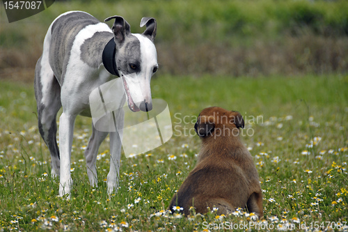 Image of whippet and puppy malinois