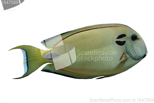 Image of Vampire Tang