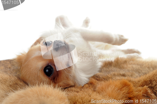 Image of puppy chihuahua on a fur