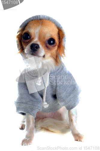 Image of dressed chihuahua