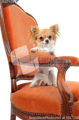 Image of chihuahua on an antique armchair