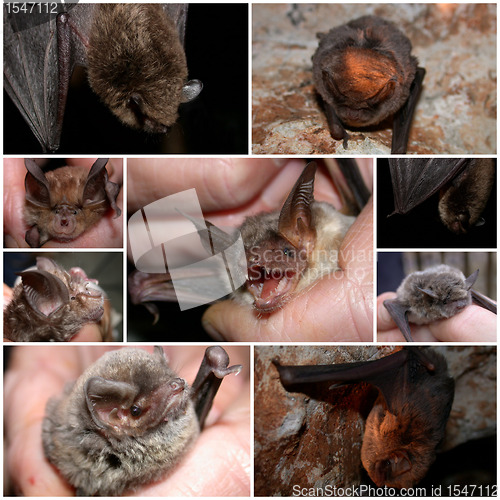 Image of bats