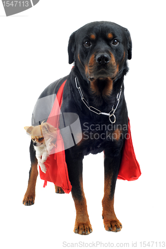 Image of rottweiler holding a chihuahua