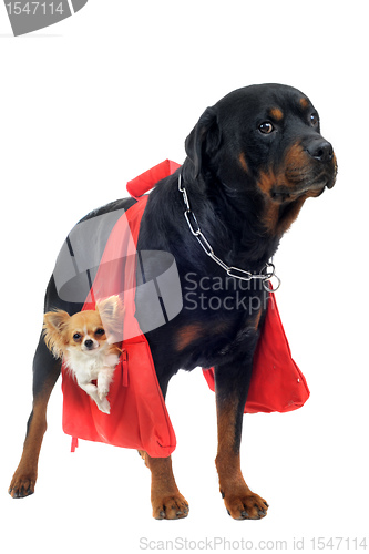 Image of rottweiler holding a chihuahua