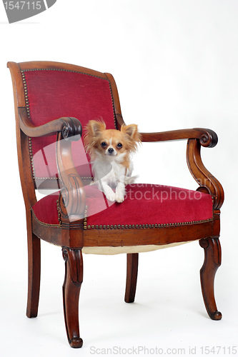 Image of antique chair and chihuahua