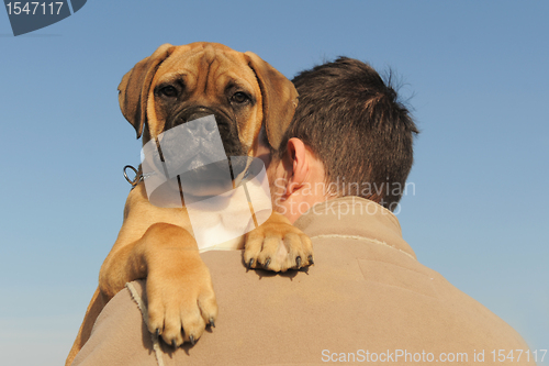 Image of puppy Bull Mastiff