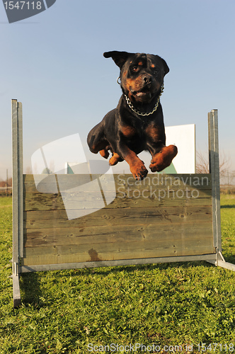 Image of jumping rottweiler