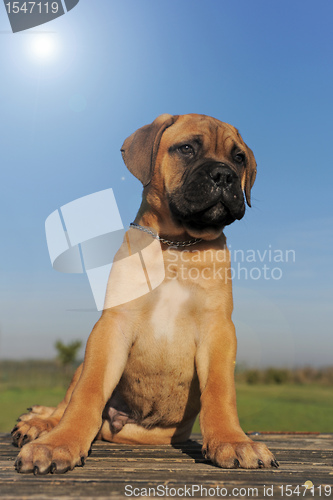 Image of puppy Bull Mastiff