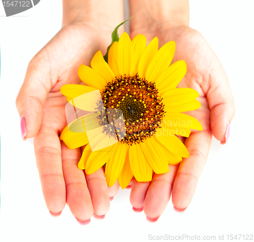 Image of sunflower like the sun in hands isolated 