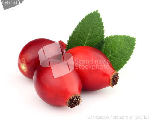 Image of Dog rose with leaves