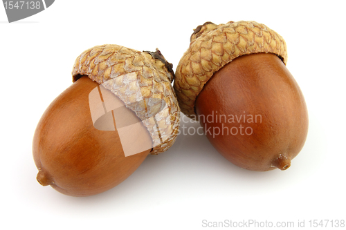 Image of Dried acorns