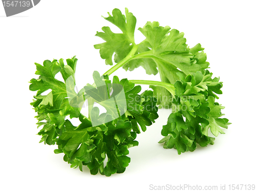Image of Twig of parsley
