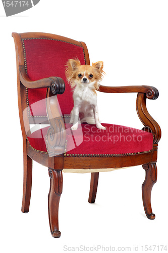 Image of antique chair and chihuahua