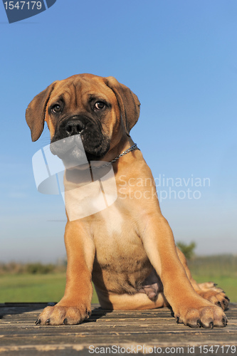 Image of puppy Bull Mastiff