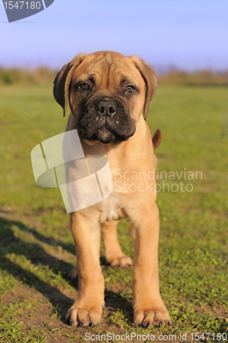 Image of puppy Bull Mastiff