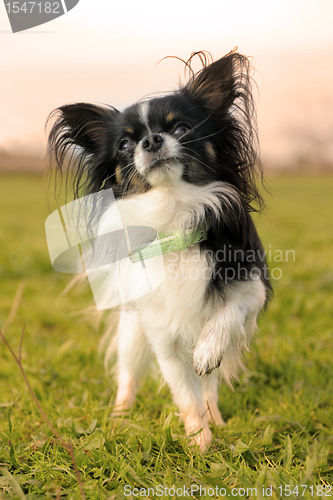 Image of black and white chihuahua