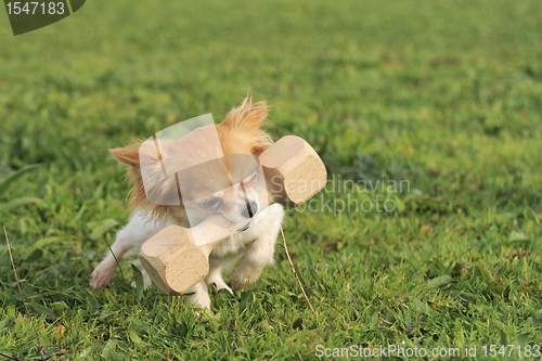 Image of puppy chihuahua and stick